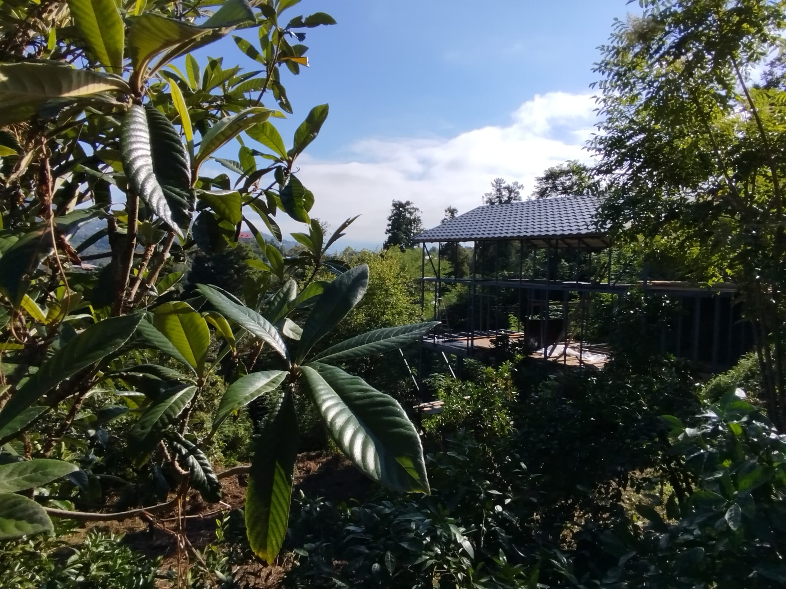 Tsikhizdiri Gardens - twój dom w egzotycznym raju nad Batumi