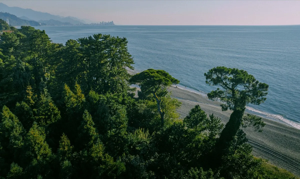 Buknari - sosnowy las nad Morzem Czarnym